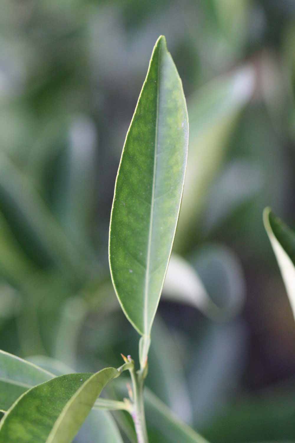              Unifoliolate leaf (Goutoucheng, Riverside, CA)       